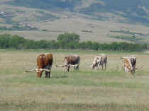longhorn2.JPG (63265 bytes)