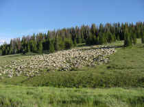 sheep herd.JPG (62859 bytes)