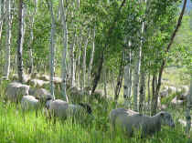 sheep trees.JPG (62183 bytes)
