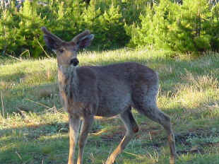 blue deer1.jpg (60588 bytes)