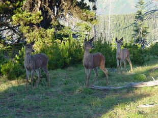 blue deer2.jpg (61183 bytes)