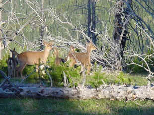 blue deer3.jpg (61558 bytes)