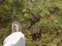 bearpoop.JPG (61803 bytes)