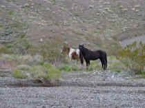 pahrump horse 3.JPG (63146 bytes)