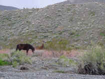 pahrump horse 4.JPG (61996 bytes)